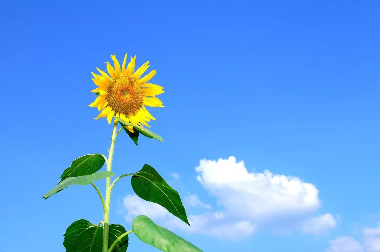 Aproveite o verão para aprender francês!