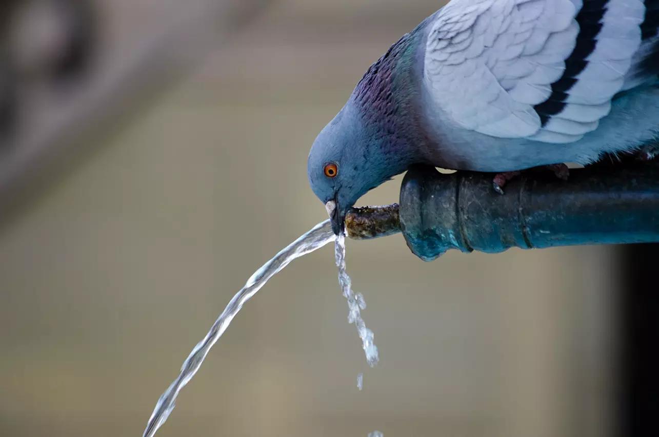 hidratando-a-voz-com-agua