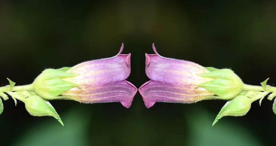 O português e o alemão têm muito em comum.