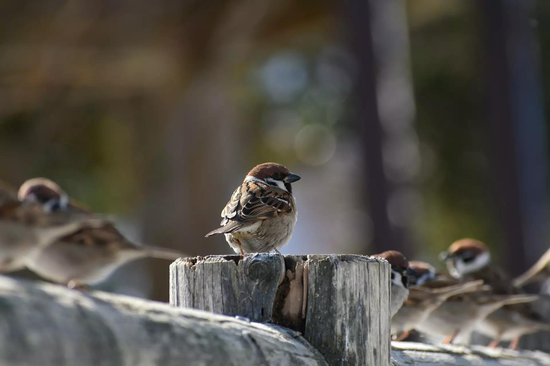 Decifrando o ditado popular