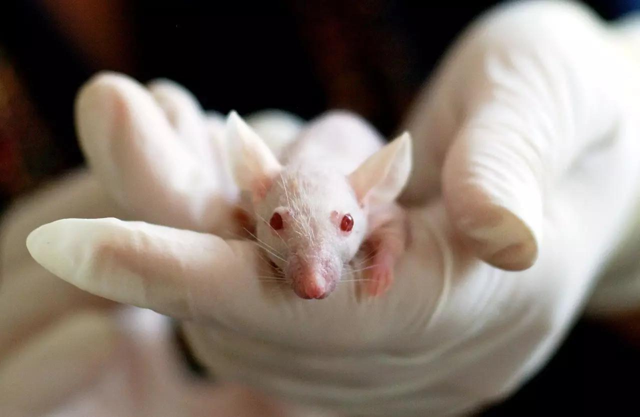 Quais as opções de careira para biológicas?