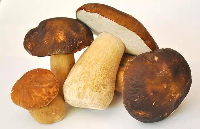 Funghi porcini.