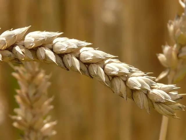 O trigo é essencial para a fabricação de massas artesanais.
