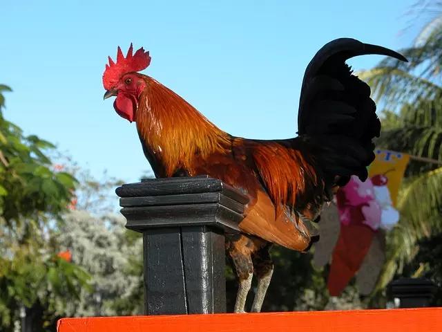 O coq au vin pode, no entanto, ser feito com galinhas!