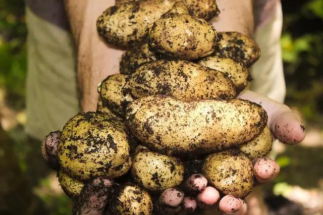 É preciso saber escolher bem as batatas do seu gratin dauphinois.