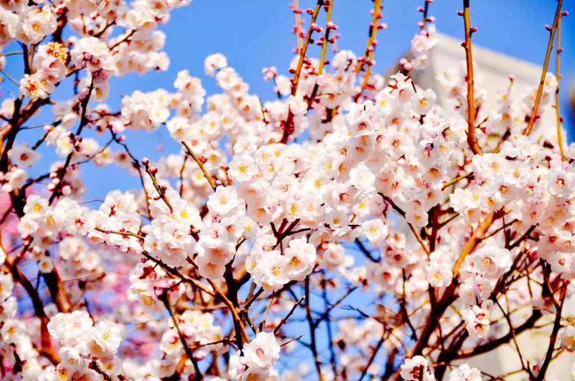 Aprenda japonês e visite a terra do sol nascente