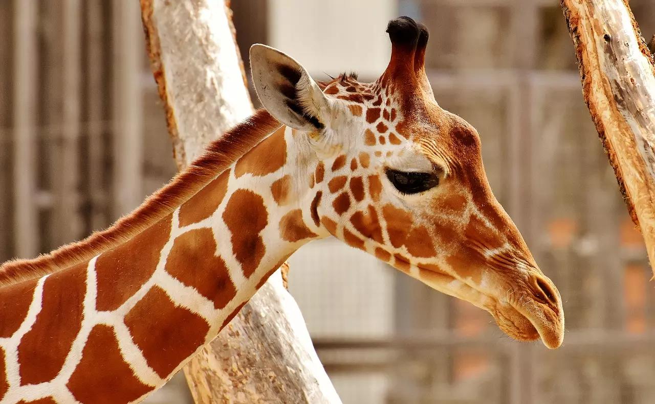 Como tirar fotos de animais selvagens?
