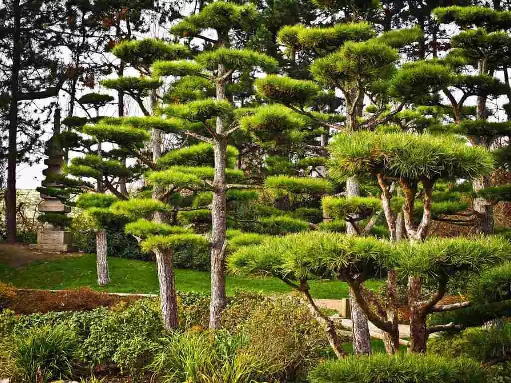 Japonês em Porto Alegre? É possível