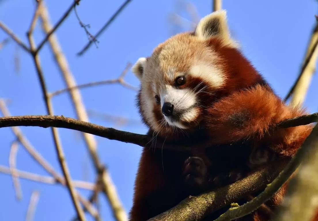 Você tem muitas razões para aprender chinês