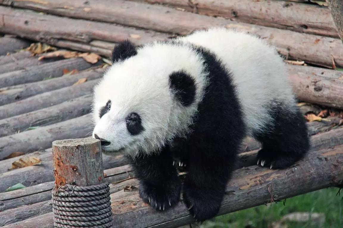 Saiba quais são os bichos dos signos chineses