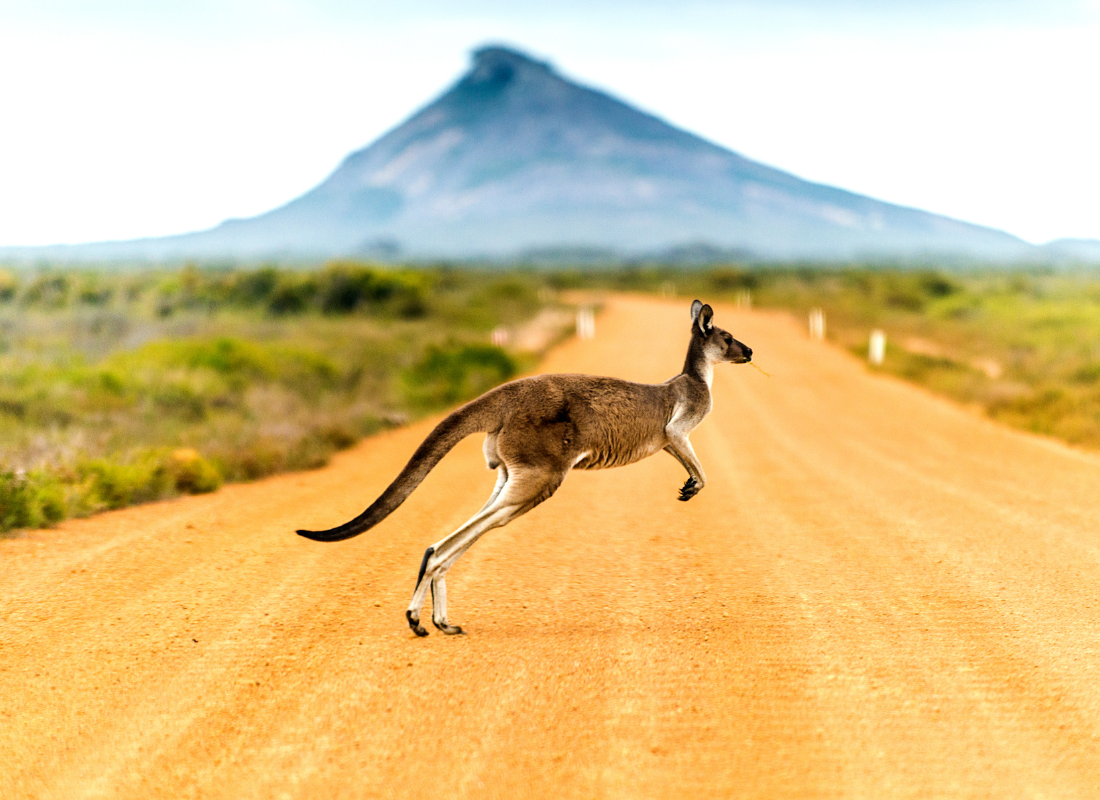 Canguru no meio da estrada de uma rota na Austrália