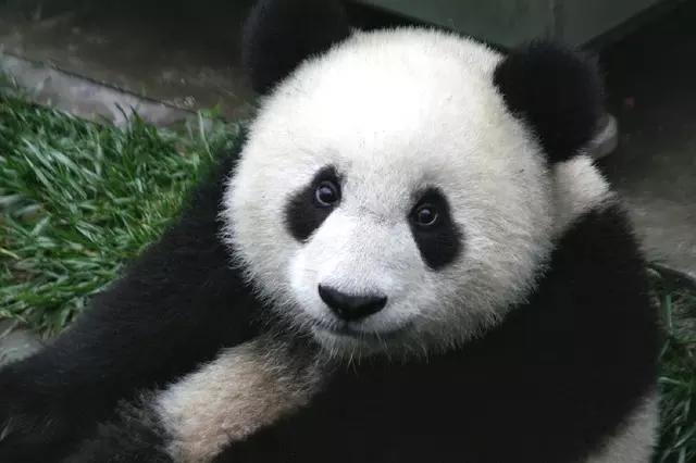 Os pandas, infelizmente, estão em perigo de extinção.