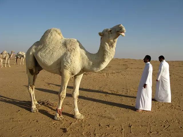 Camelos no deserto são diretamente associados à cultura árabe!