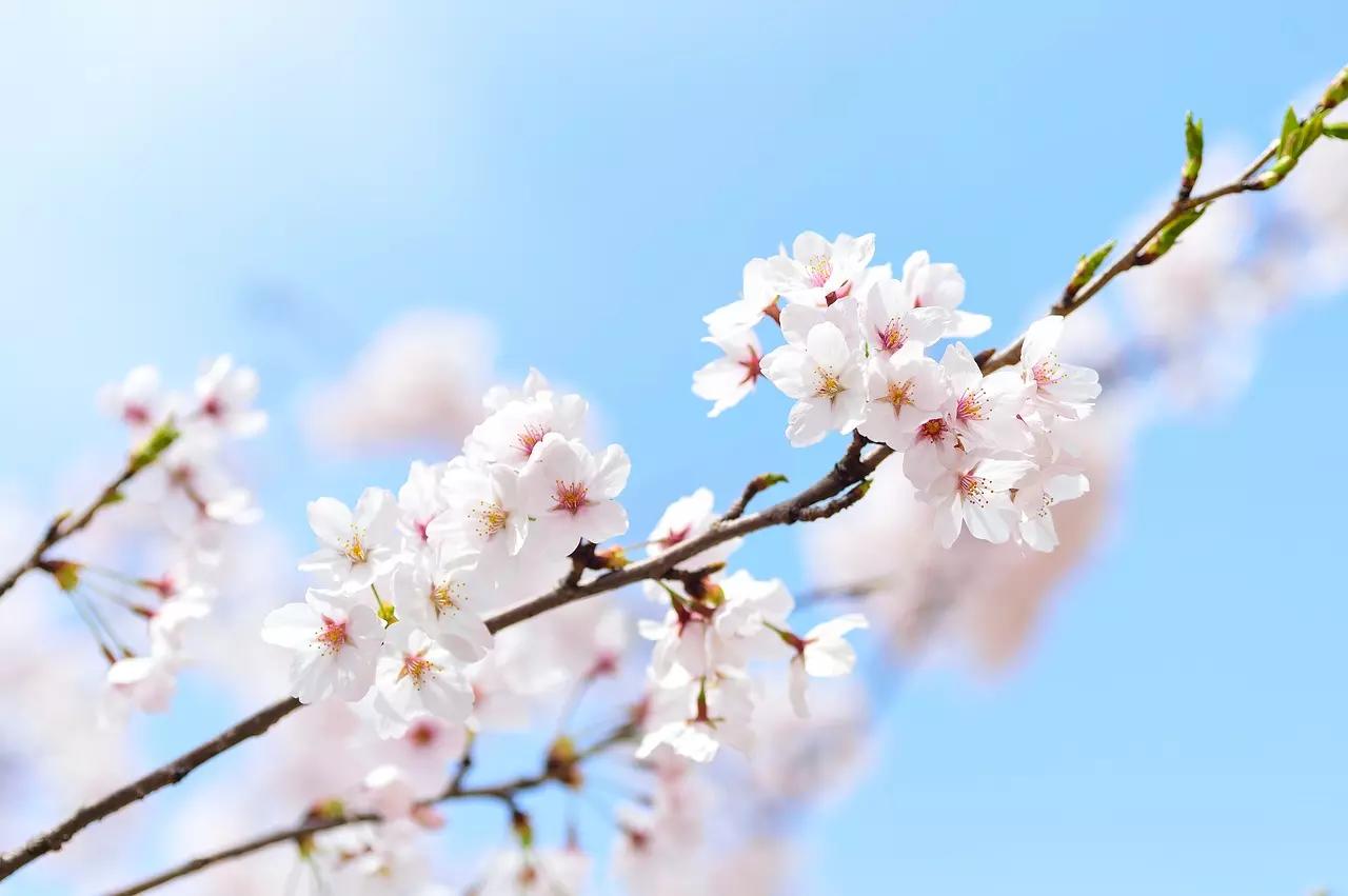 Nossas dicas para morar no Japão!