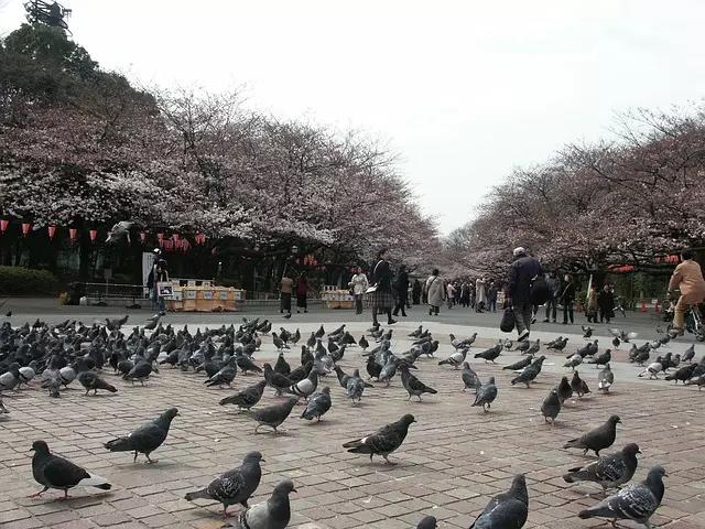 Tóquio e história japonesa