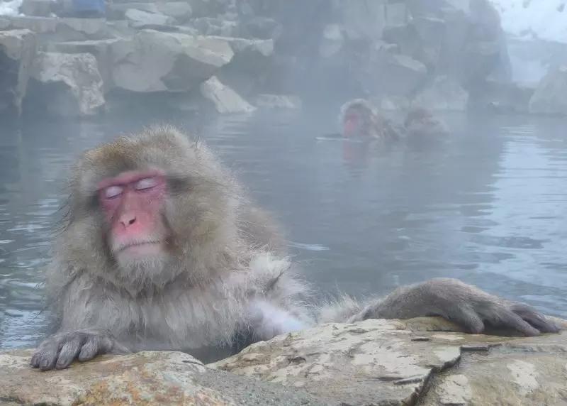 Por que ir morar no Japão?