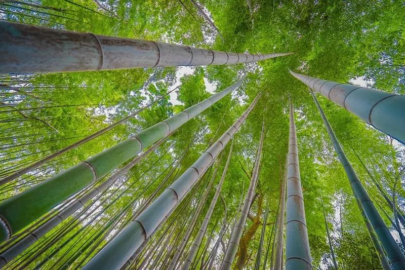 Por que ir morar no Japão?