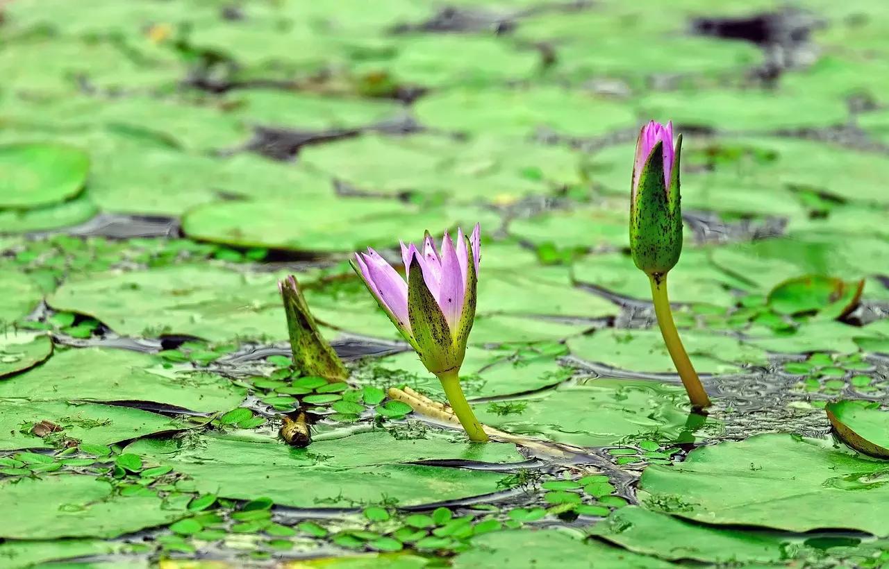 Monet pintou aproximadamente 250 obras que representam um jardim de flores.