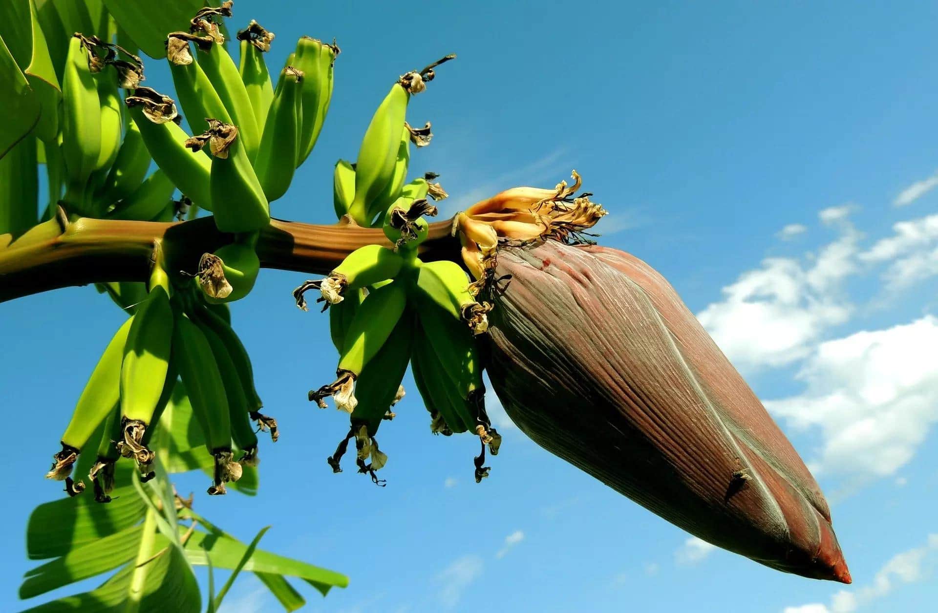 coração de bananeira veganismo