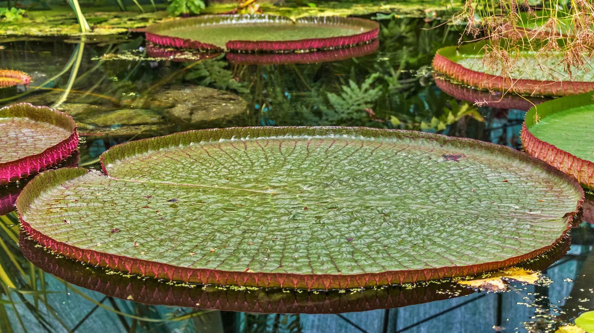 curso culinária panc plantas brasileiras