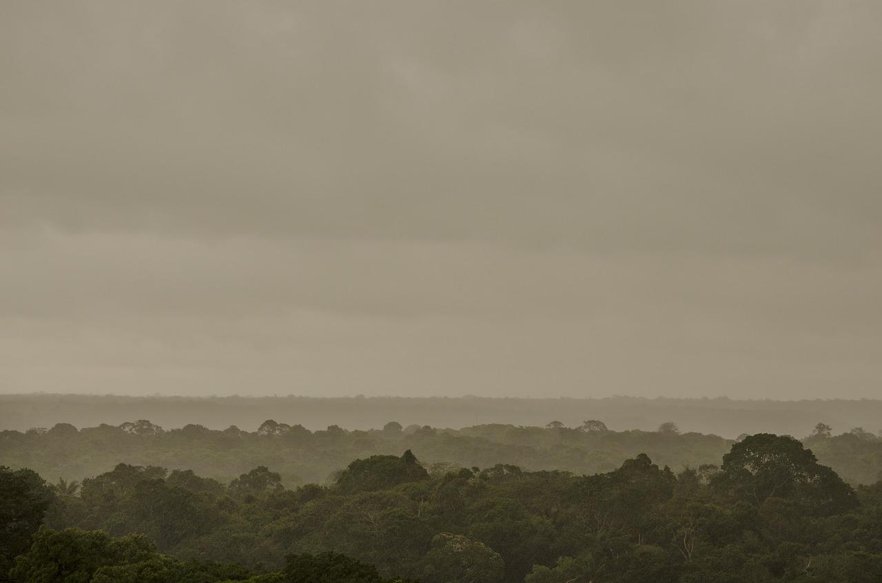 floresta amazônica