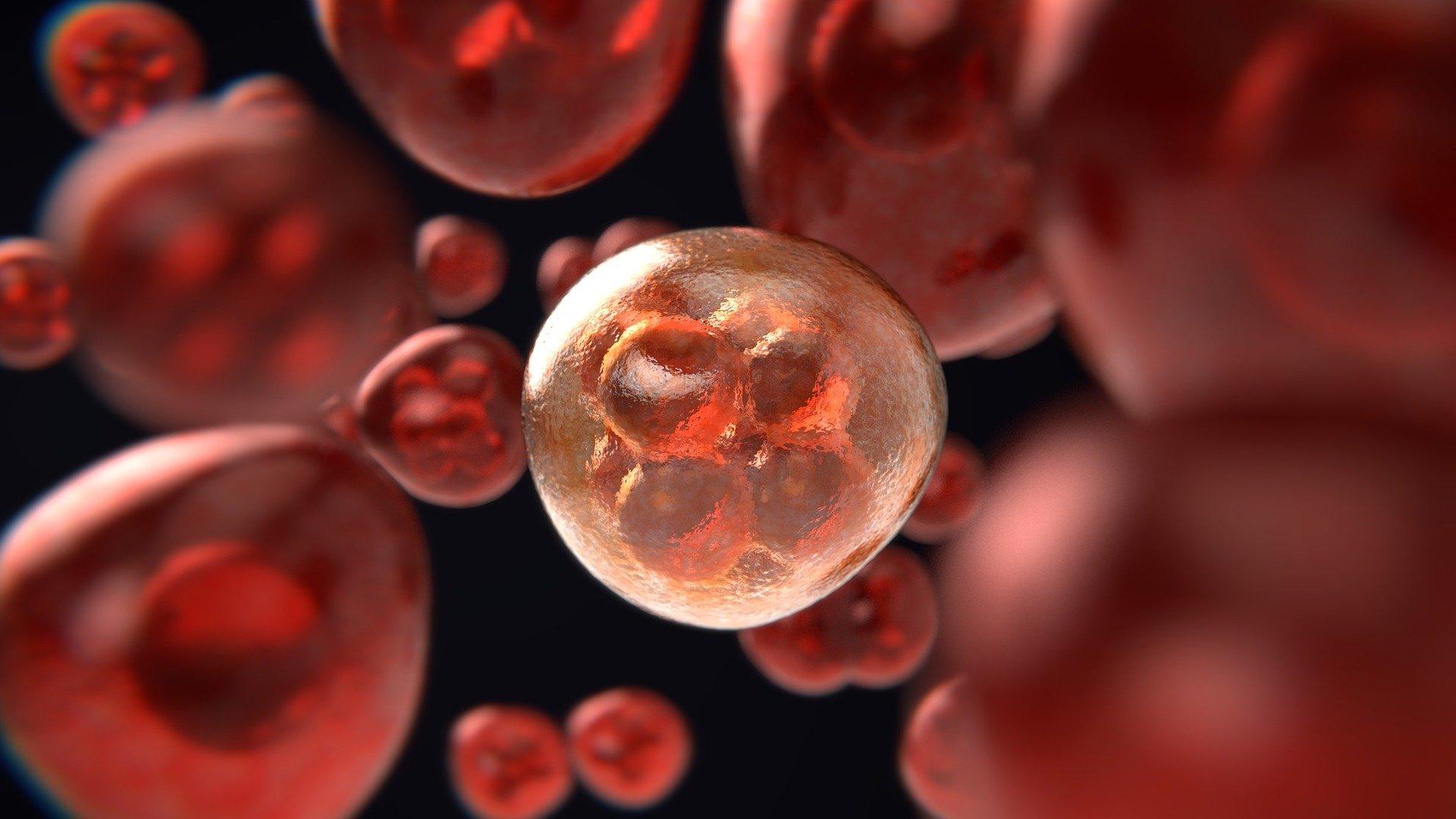 globulos vermelhos e dna