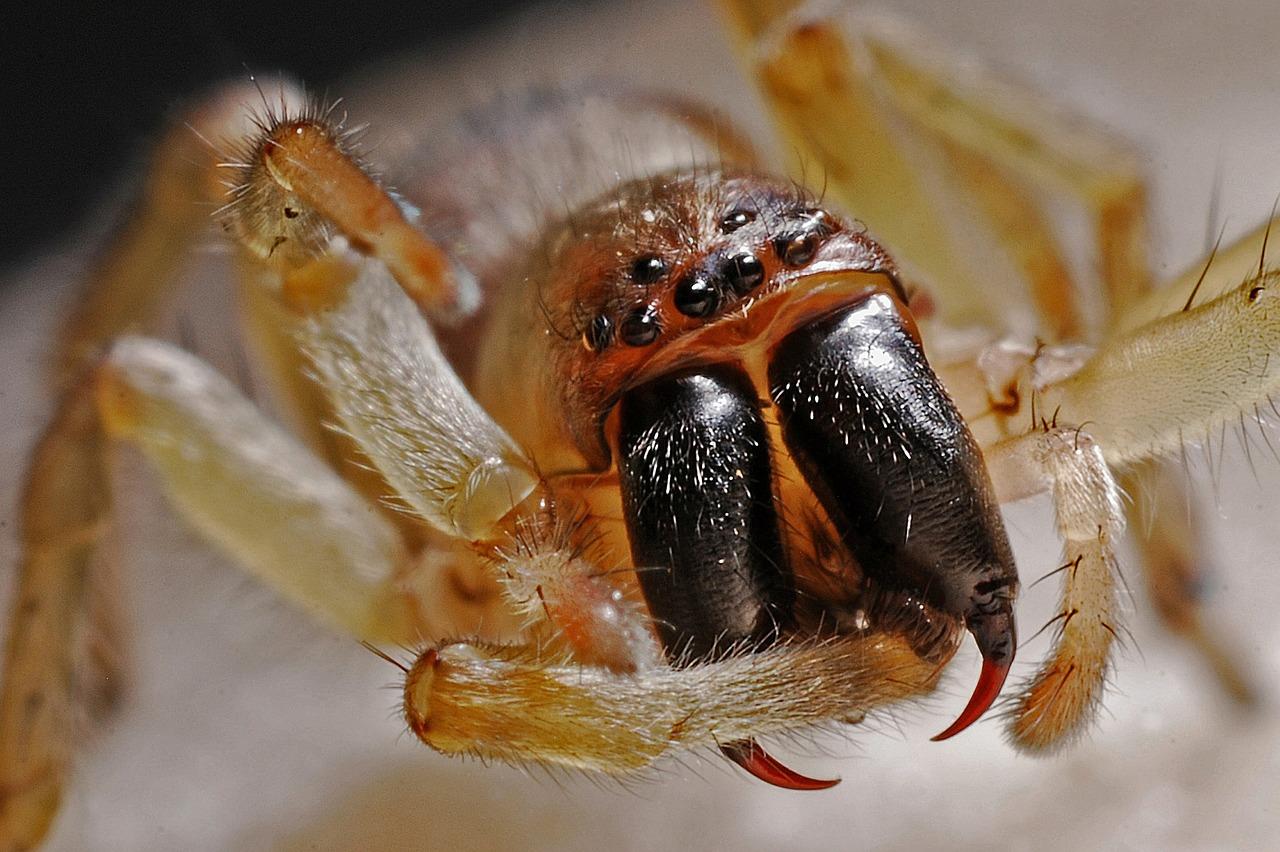 Uma aranha em close, com patas e olhos