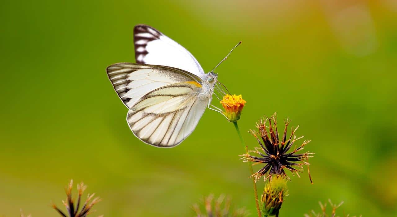 Uma borboleta em cima de uma flor de dente de leao
