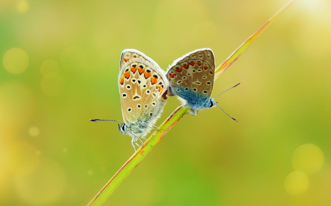Duas borboletas coloridas
