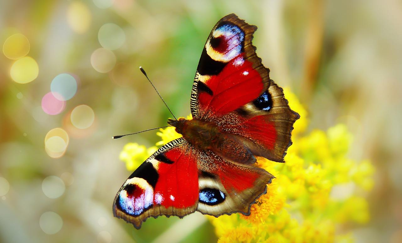 Borboleta