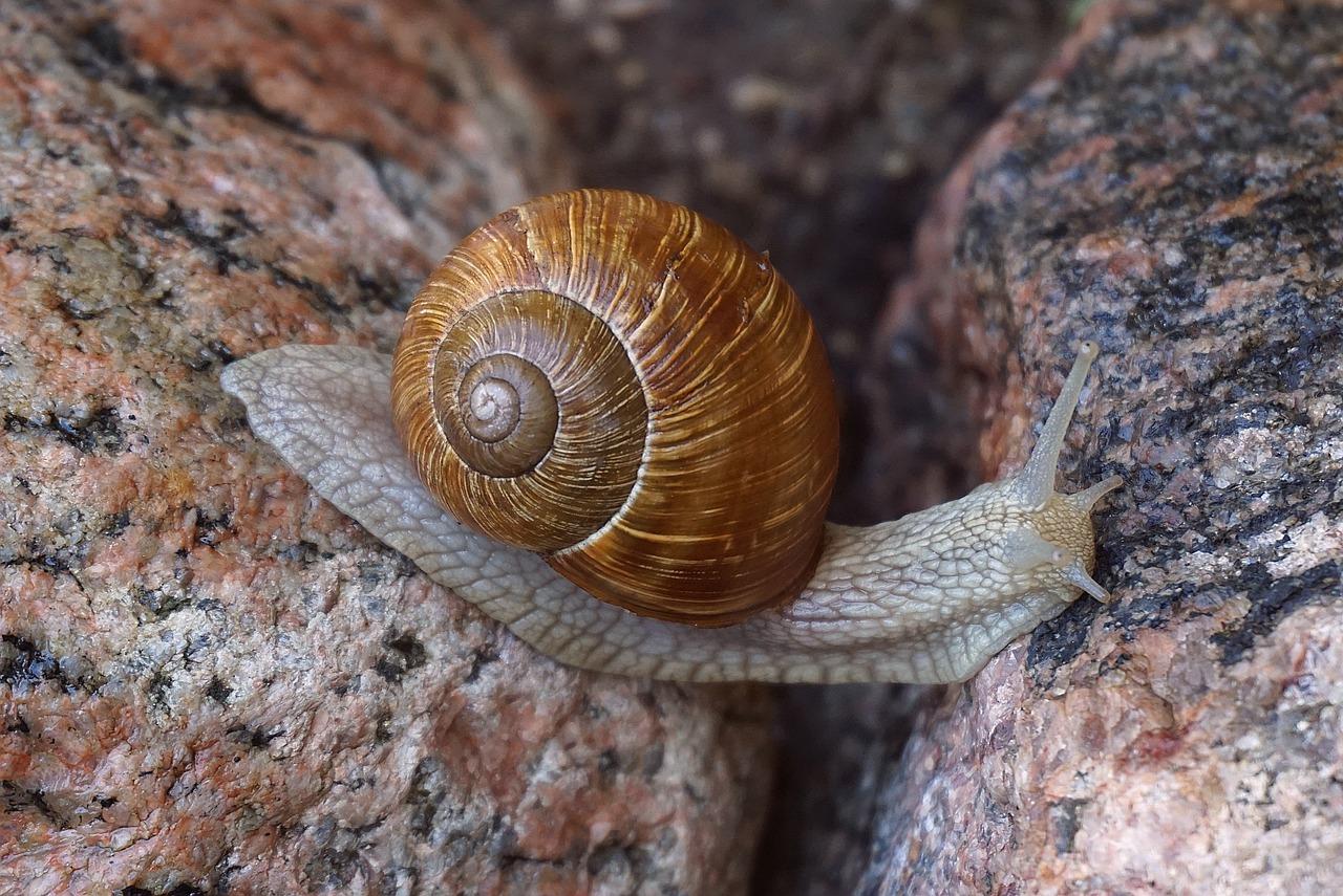 Um caracol