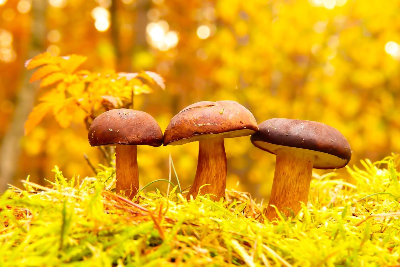 Na floresta, três cogumelos