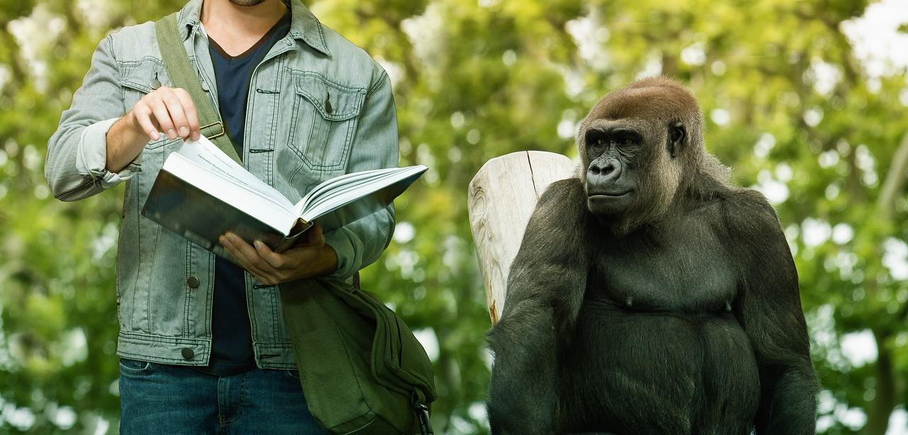 Um estudante lendo um livro ao lado de um gorila