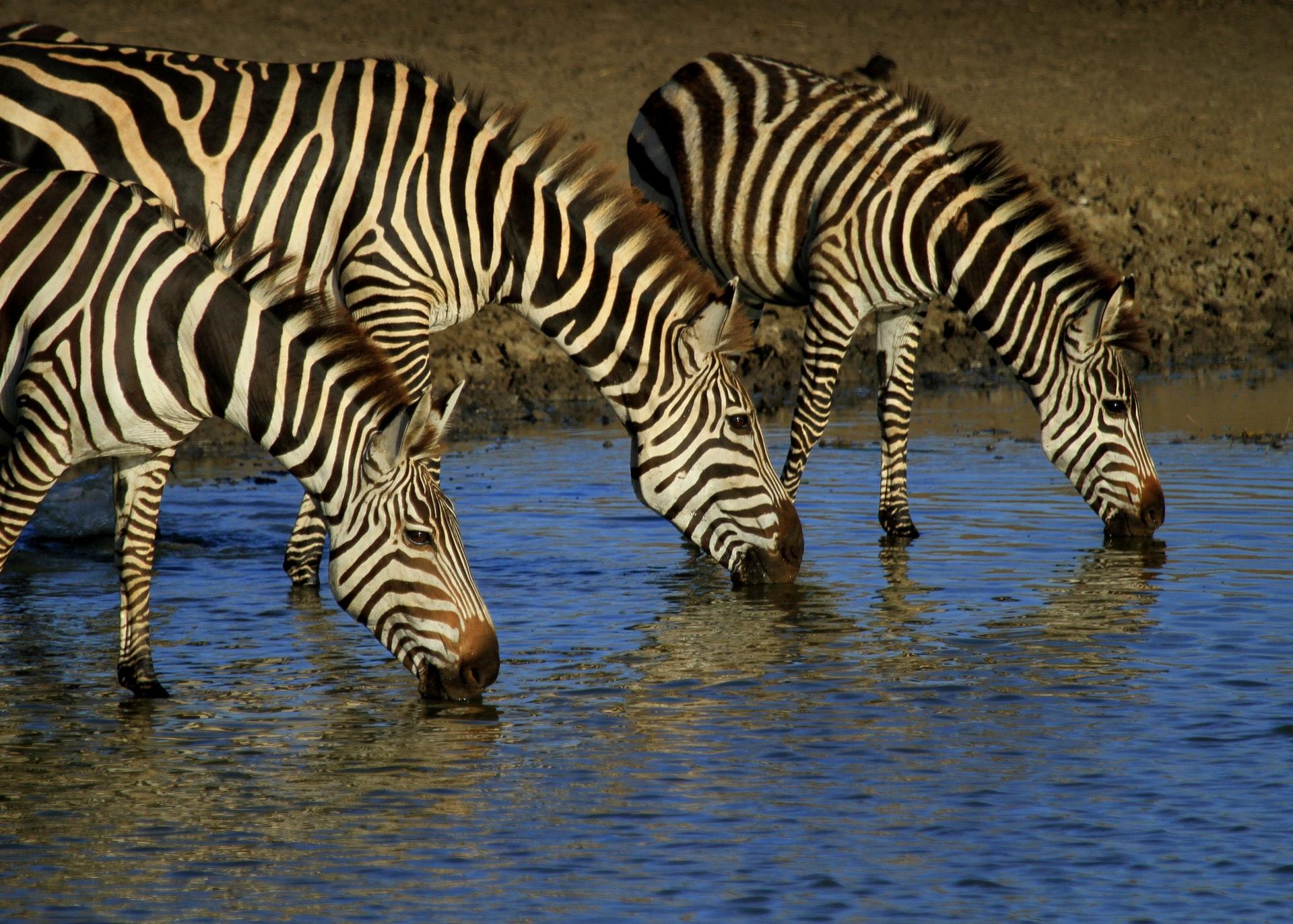 Três zebras estão tomando água de um lago.