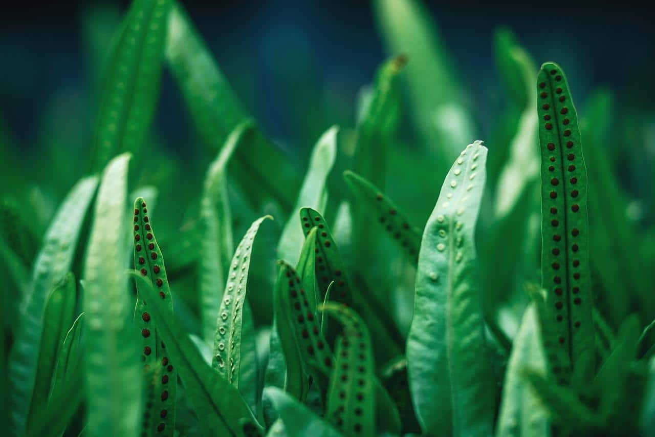 Folhas verdes
