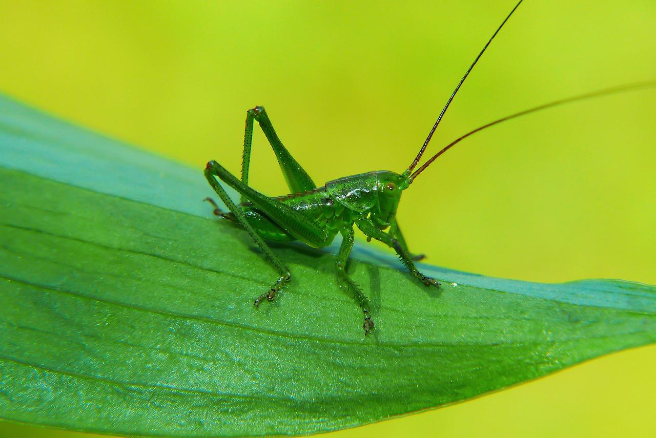 Um grilo verde em cima de uma folha verde