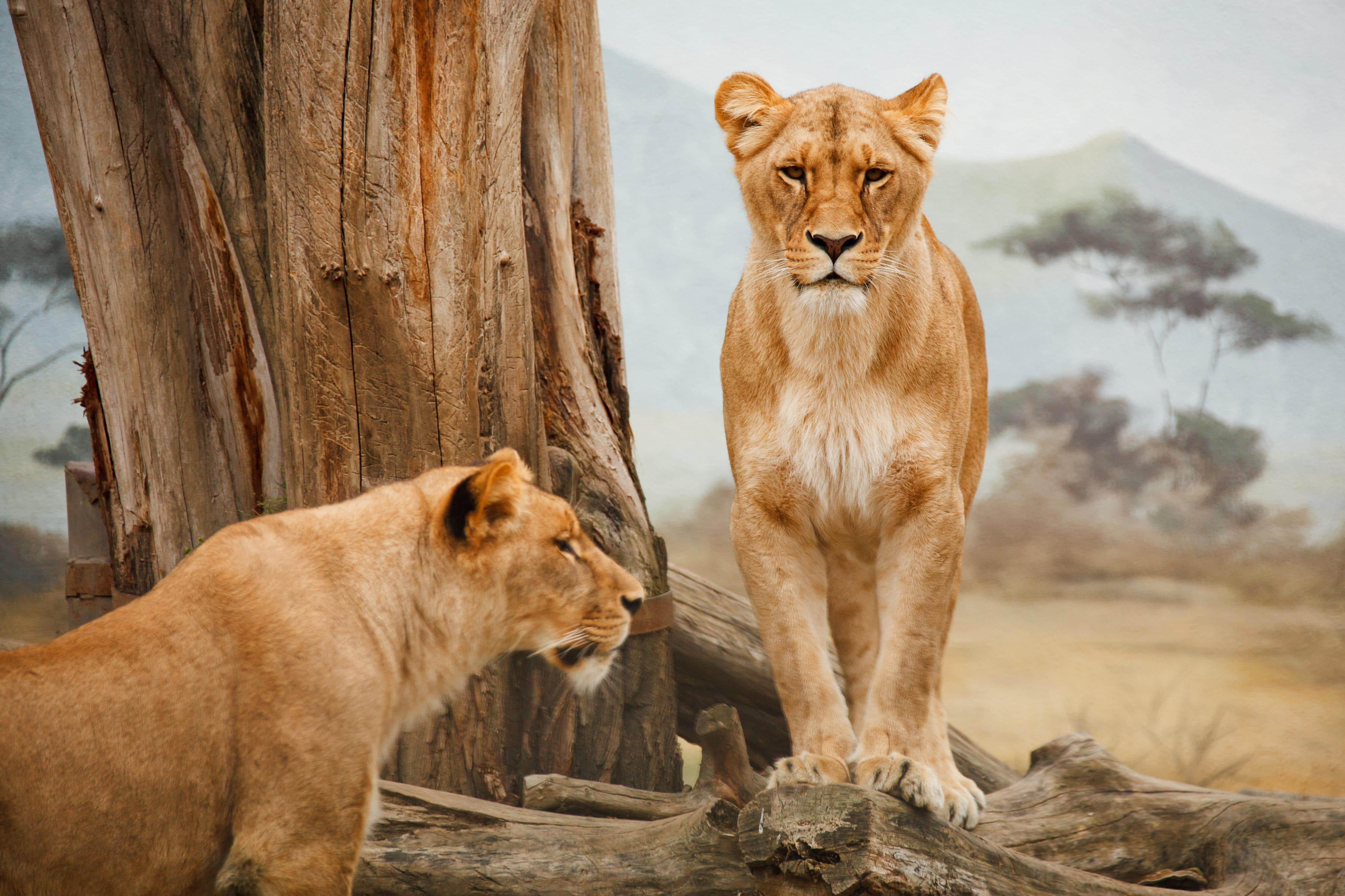 animais selvagens