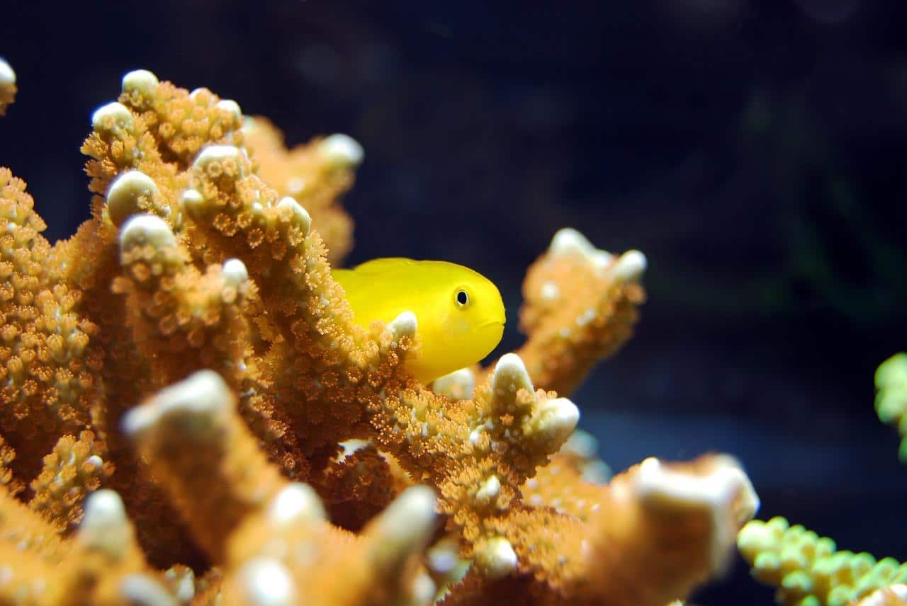 Um peixe amarelo nadando entre corais no mar