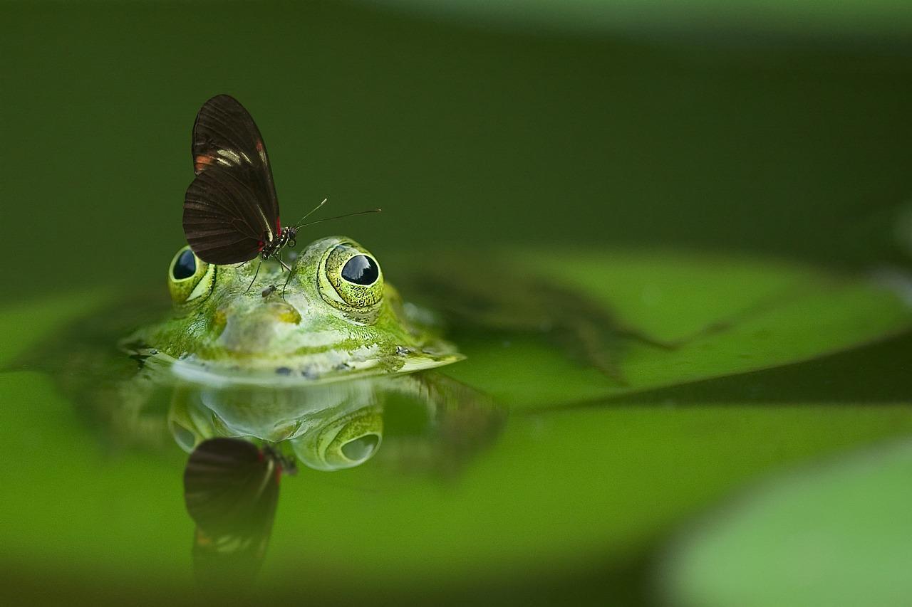 Um sapo com uma borboleta pousada em seu nariz