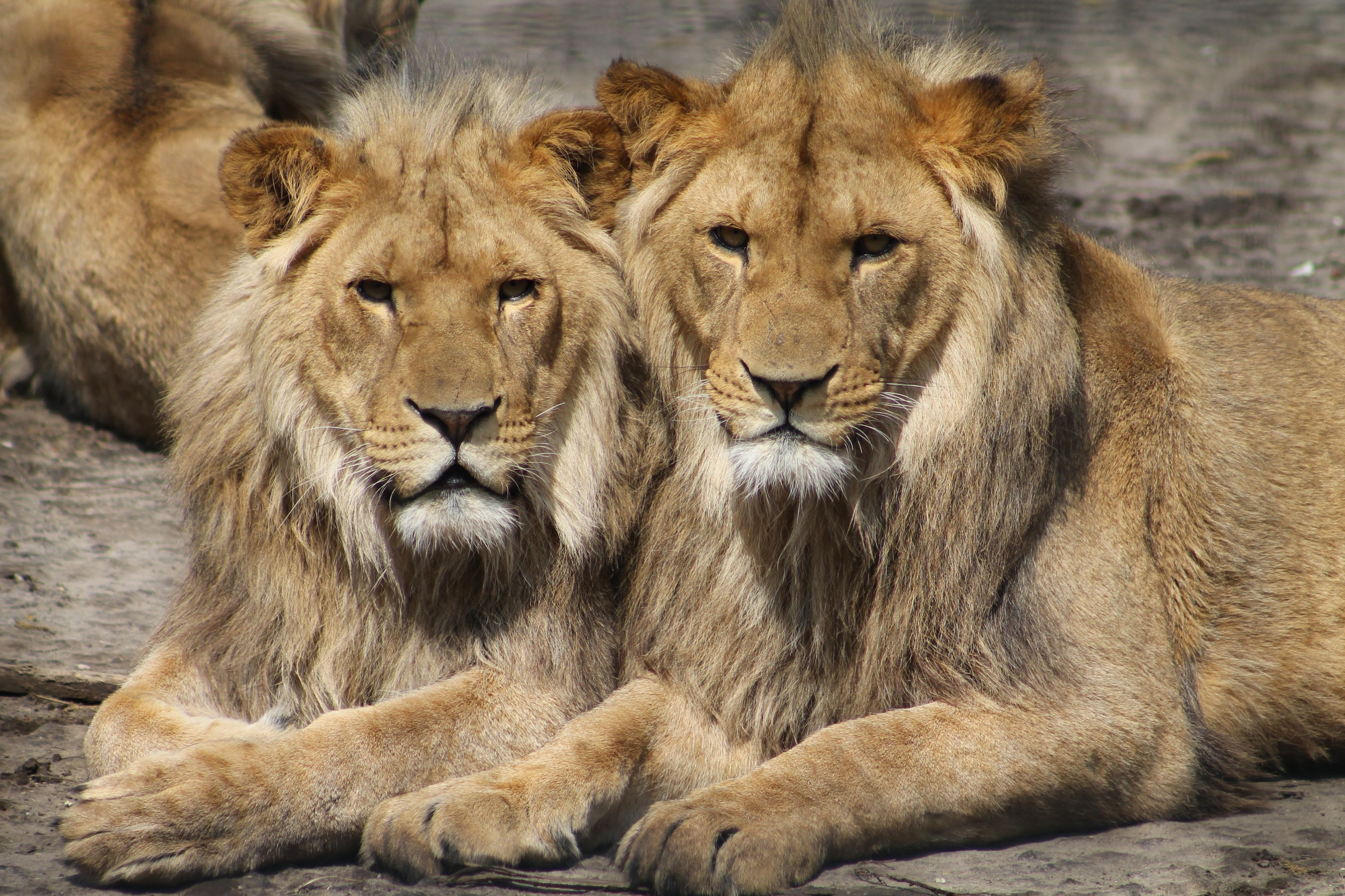 dois leões na selva