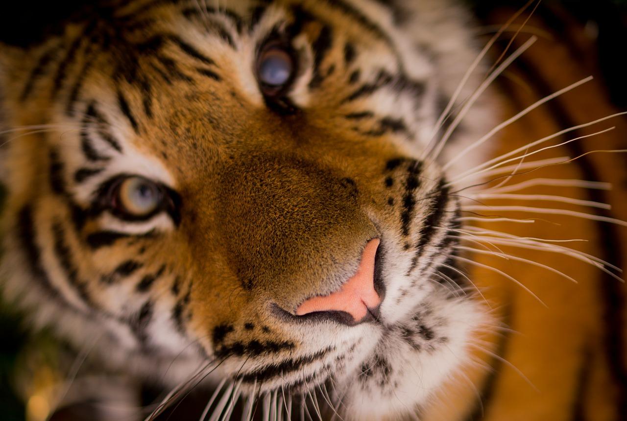 Um rosto de um tigre