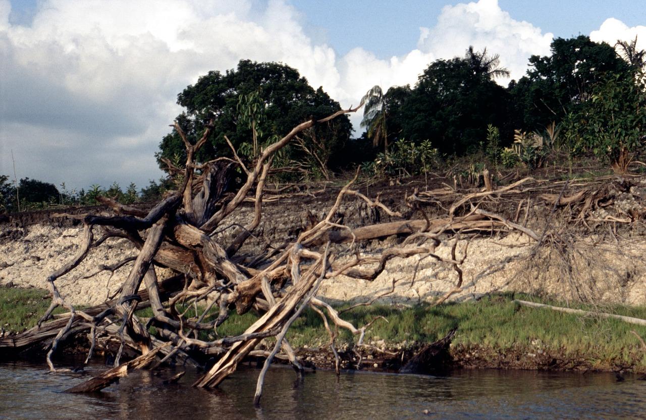 Região amazônica floresta
