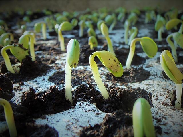 Brotos saem da terra em uma plantação.