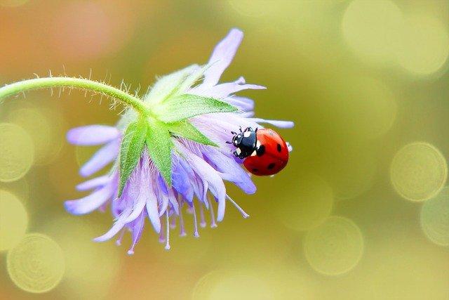 Joaninha e flor na natureza.