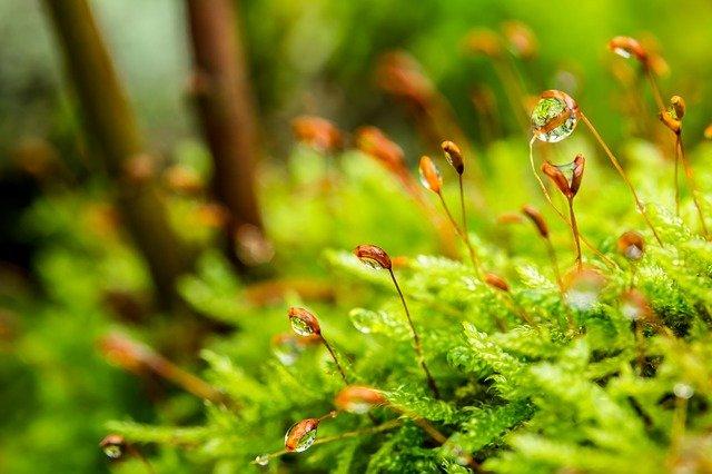 Gotas de água nas plantas.