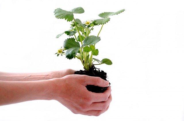 Mão segurando muda de planta a ser plantada.