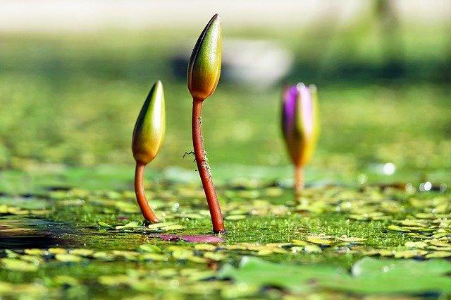 Flores nascendo da água.