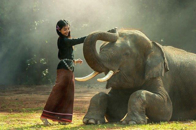 Menina acaricia elefante ao ar livre.