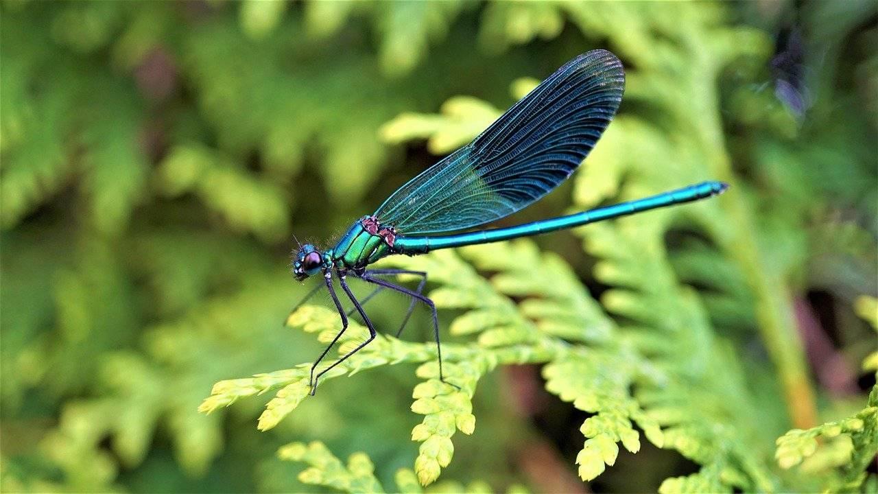Estudo dos seres vivos