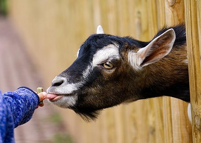 Mão alimenta a cabra e cuida do animal.